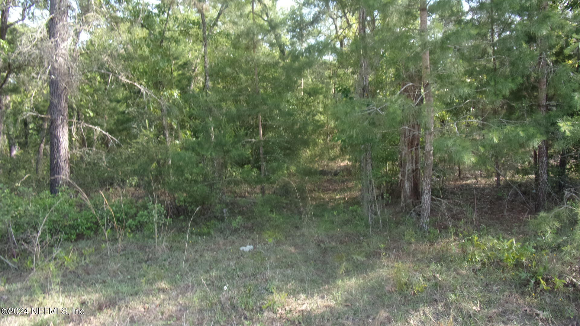 189 Poplar Drive Interlachen, FL 32148 - Photo 4 of 6 a view of a forest filled with lots of trees