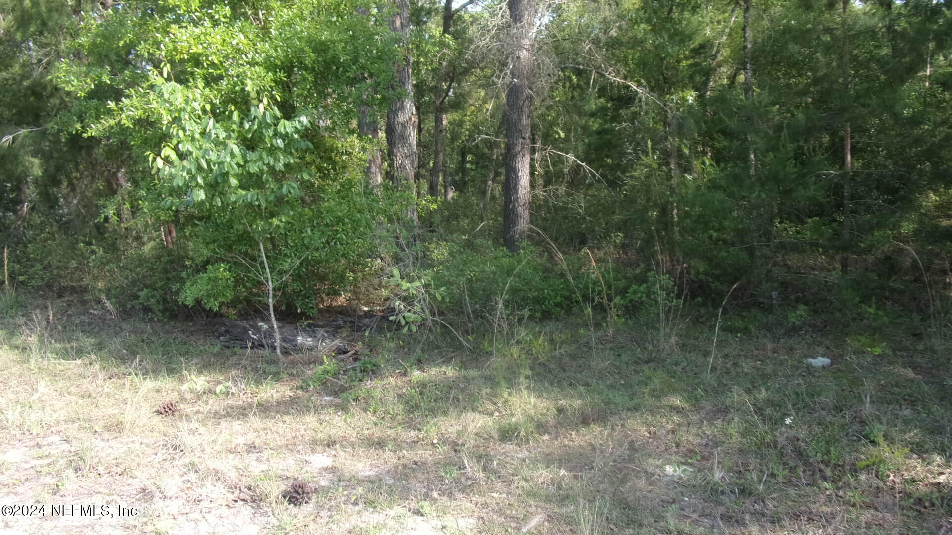 189 Poplar Drive Interlachen, FL 32148 - Photo 5 of 6 a view of a forest with trees in the background