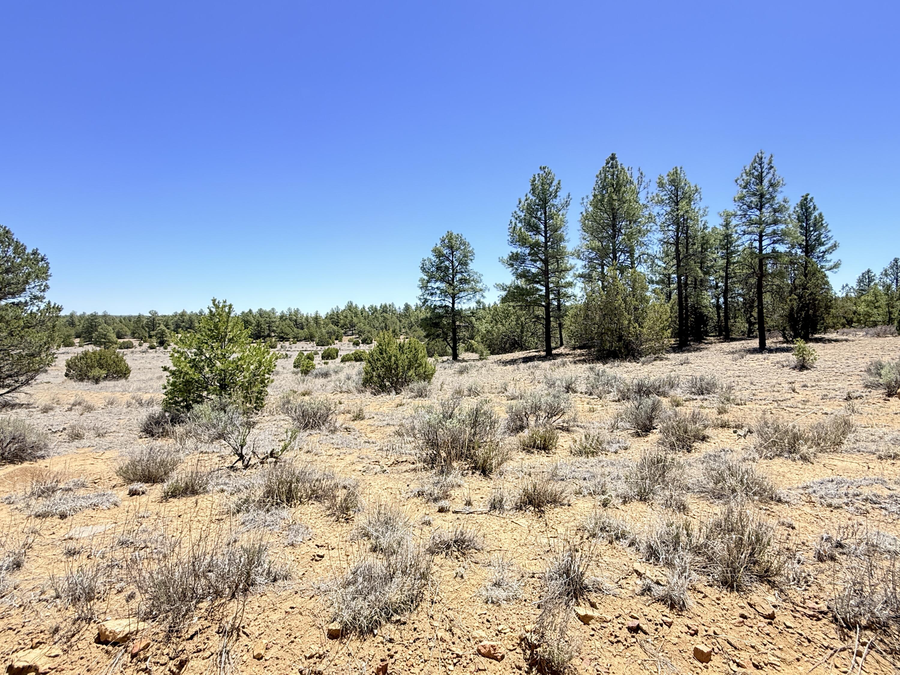 994 Wild Horse Ranch Road Pie Town, NM 87827 - Photo 52 of 70 Gallery Image 52