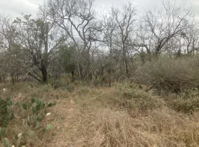a view of a dry yard with trees