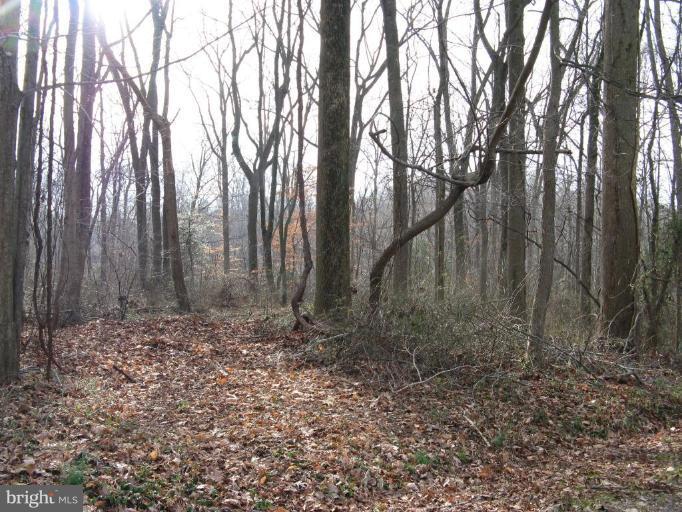 Canvasback Road Chestertown, MD 21620 - Photo 2 of 6 Back yard