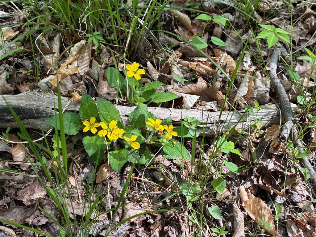 0 Tom Mix Road Westfield, NC 27053 - Photo 24 of 33