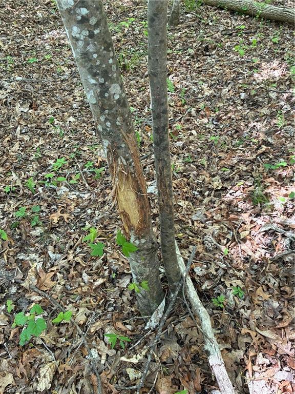 0 Tom Mix Road Westfield, NC 27053 - Photo 28 of 33