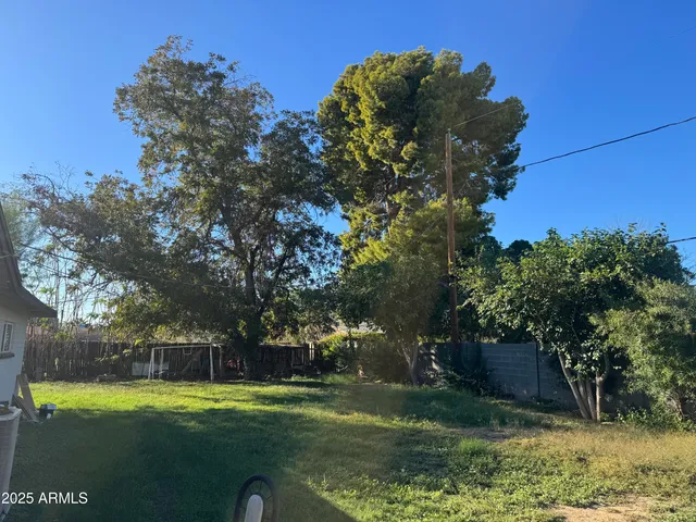 a view of a trees in a yard