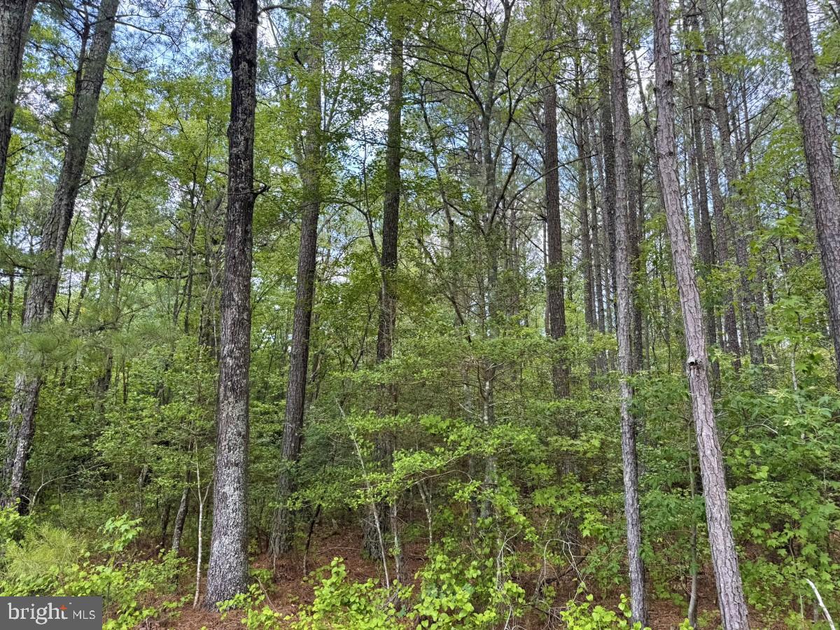 0 Salisbury Road Spring Grove, VA 23881 - Photo 16 of 23
