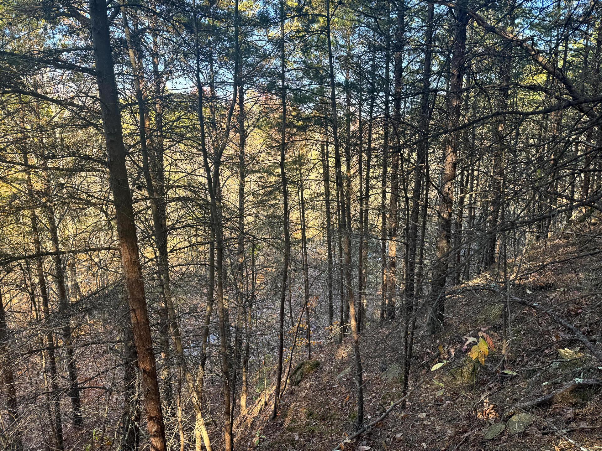 780 Nibert Road, Unit PONDS POPLAR RIDGE TRACT 7) Gallipolis, OH 45631 - Photo 6 of 15 CT-6