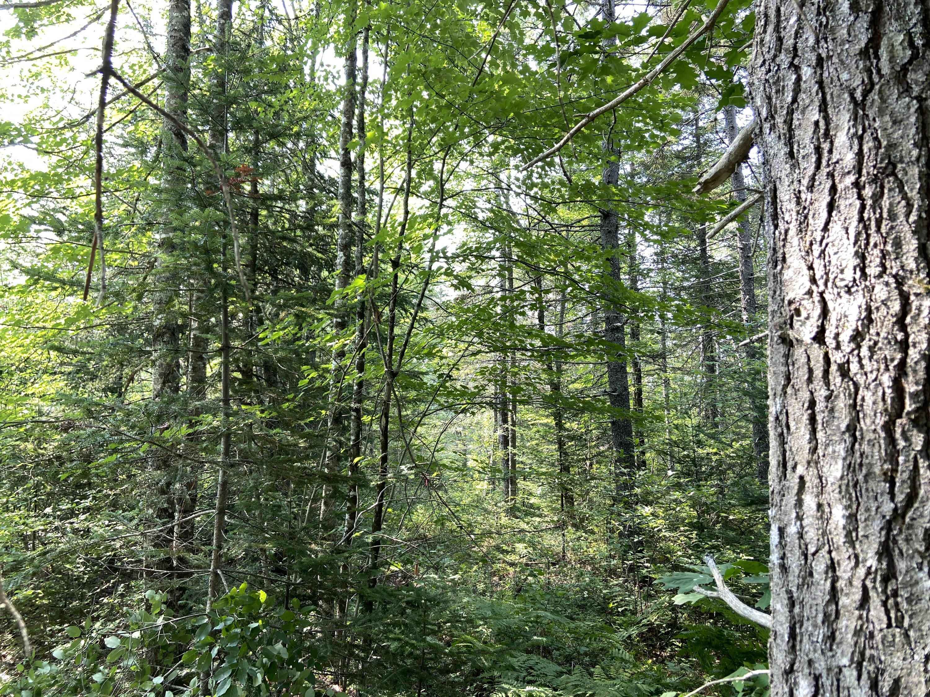 Lot 8 Georgetown Woods Road Columbia Falls, ME 04623 - Photo 7 of 13 09C07EA6-BAE7-4B95-BD5C-7EEF5A0EDD5D