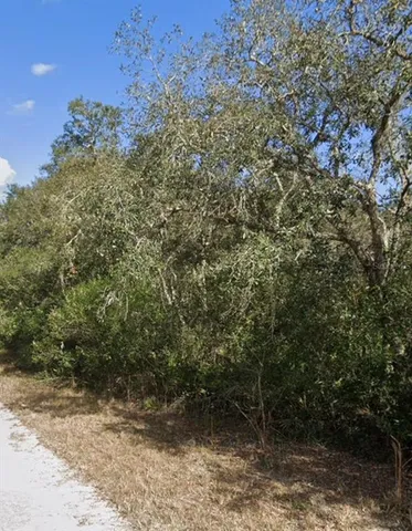 a view of a forest with trees in the background