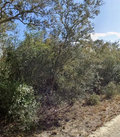 a view of a forest with large trees