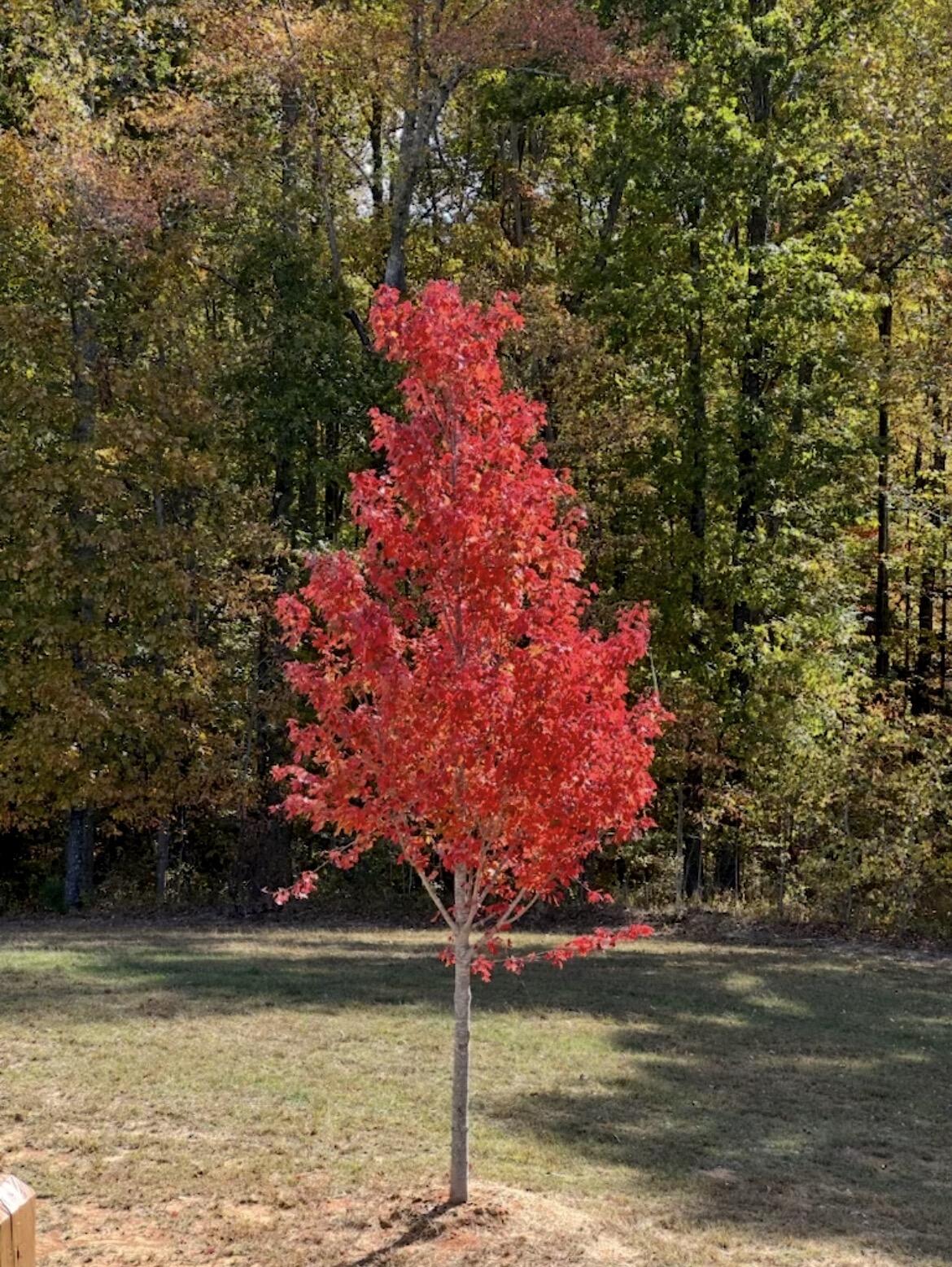 636 Raulston Falls Drive, Unit JH132 Jasper, TN 37347 - Photo 79 of 82 IMG_4329