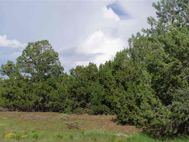 Lot 32 Ricks Road Concho, AZ 85924 - Photo 1 of 5 Gallery Image 1