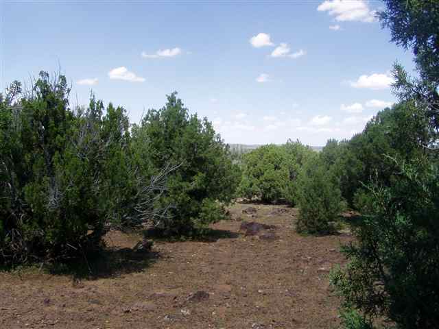 Lot 32 Ricks Road Concho, AZ 85924 - Photo 4 of 5 Gallery Image 4