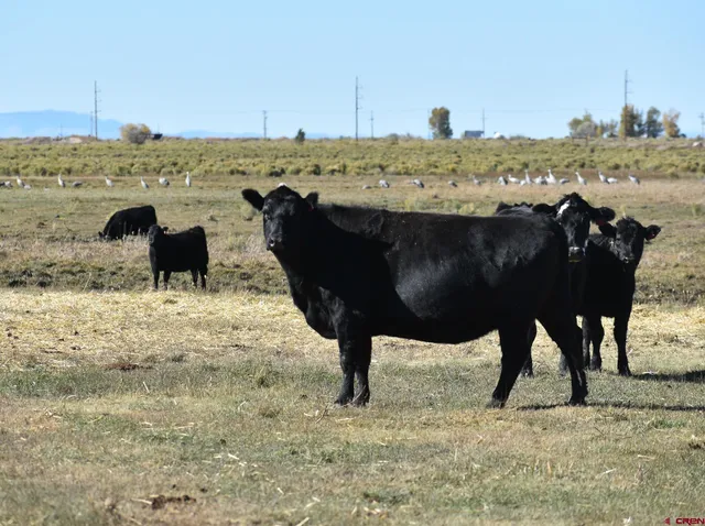 $975,000 | 0 County Road, Blanca, CO 81123