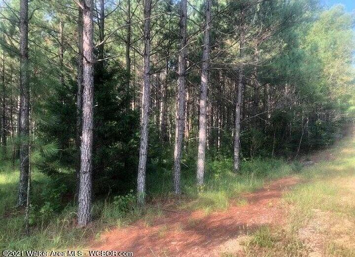 Busby Church Road Nauvoo, AL 35578 - Photo 3 of 4 Gallery Image 3