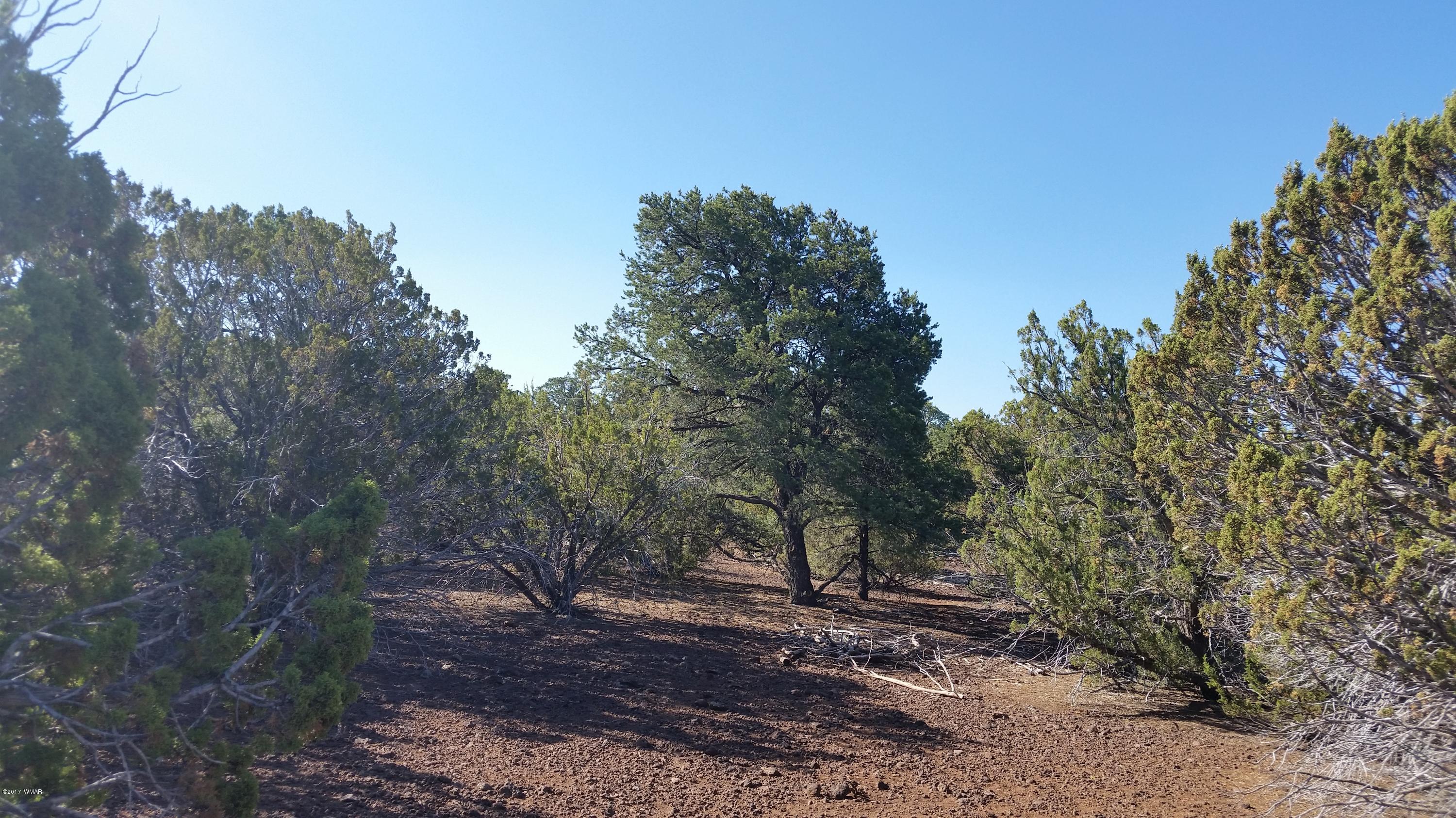 Lot 21 North Mountain Pine Road Show Low, AZ 85901 - Photo 2 of 5 a view of a yard with plants and trees
