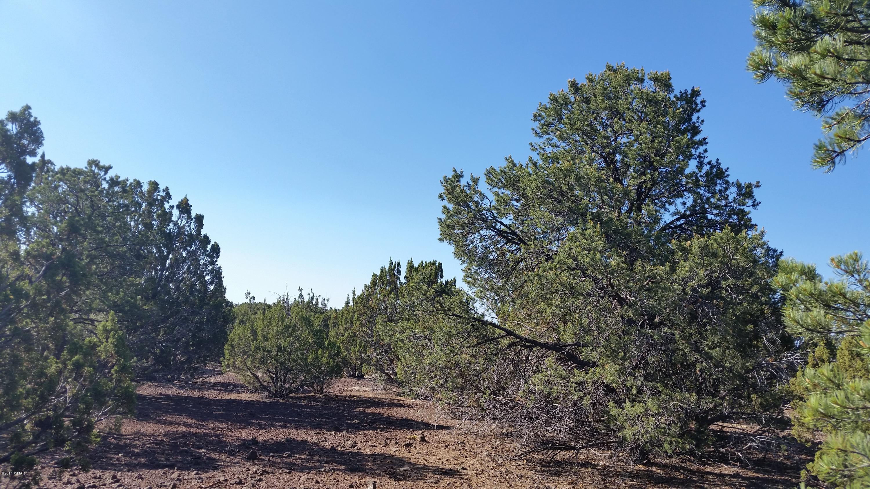 Lot 21 North Mountain Pine Road Show Low, AZ 85901 - Photo 3 of 5 a view of a yard with plants and trees