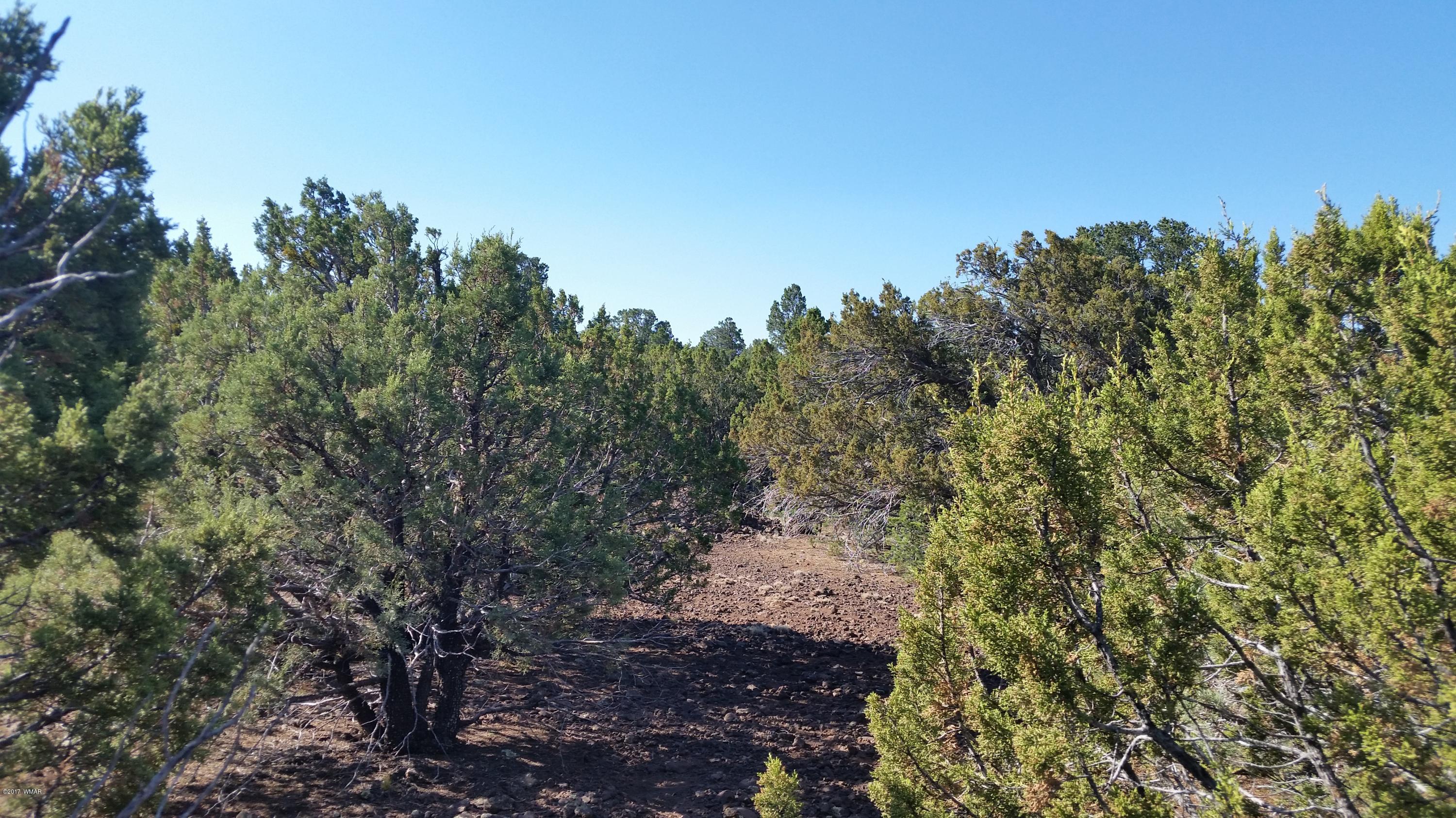 Lot 21 North Mountain Pine Road Show Low, AZ 85901 - Photo 4 of 5 a view of a forest with a tree in the background