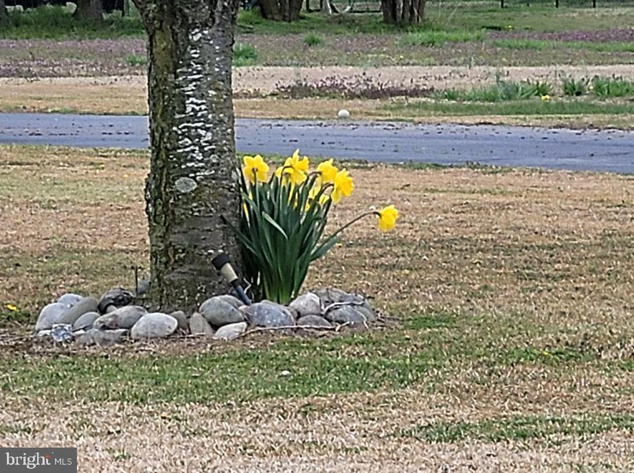 36423 Robin Hood Road Delmar, DE 19940 - Photo 4 of 25 Spring Blooms