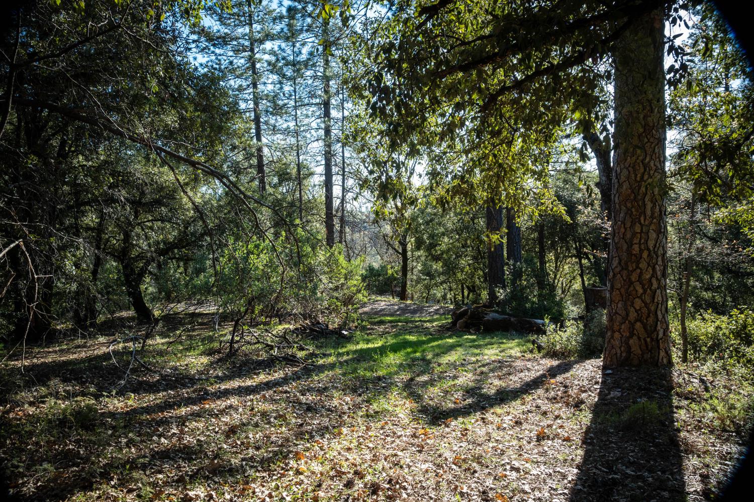 0 Buck Ridge Court Colfax, CA 95713 - Photo 2 of 8 a big yard with lots of green space