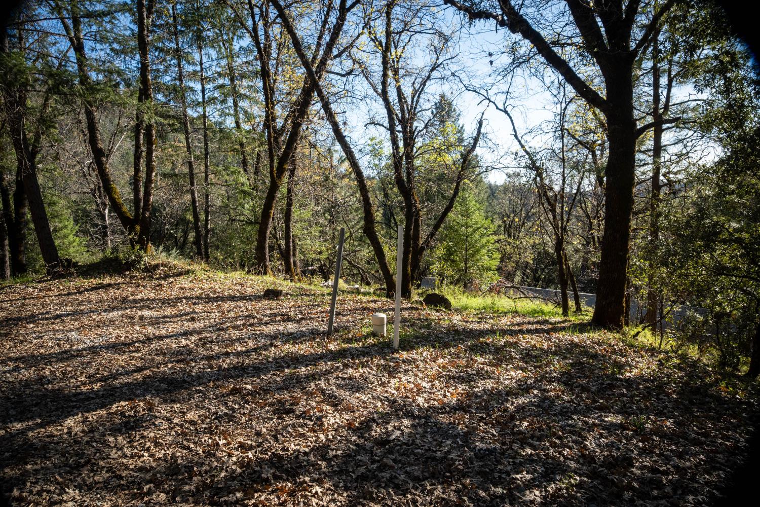 0 Buck Ridge Court Colfax, CA 95713 - Photo 4 of 8 a backyard of a house with lots of green space