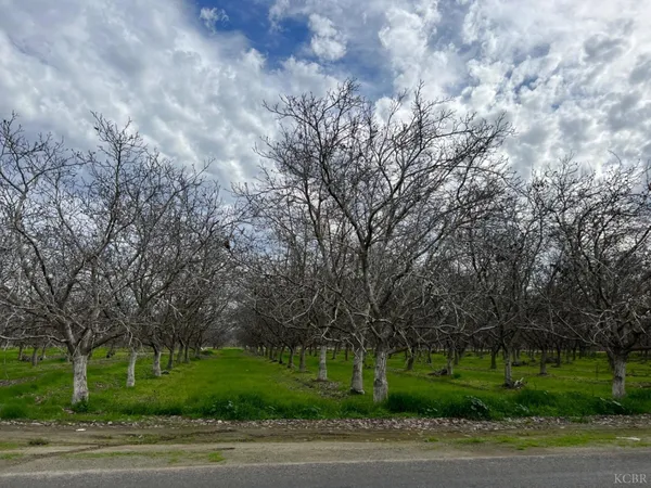 a view of a yard