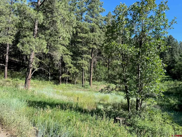 a view of a lush green space