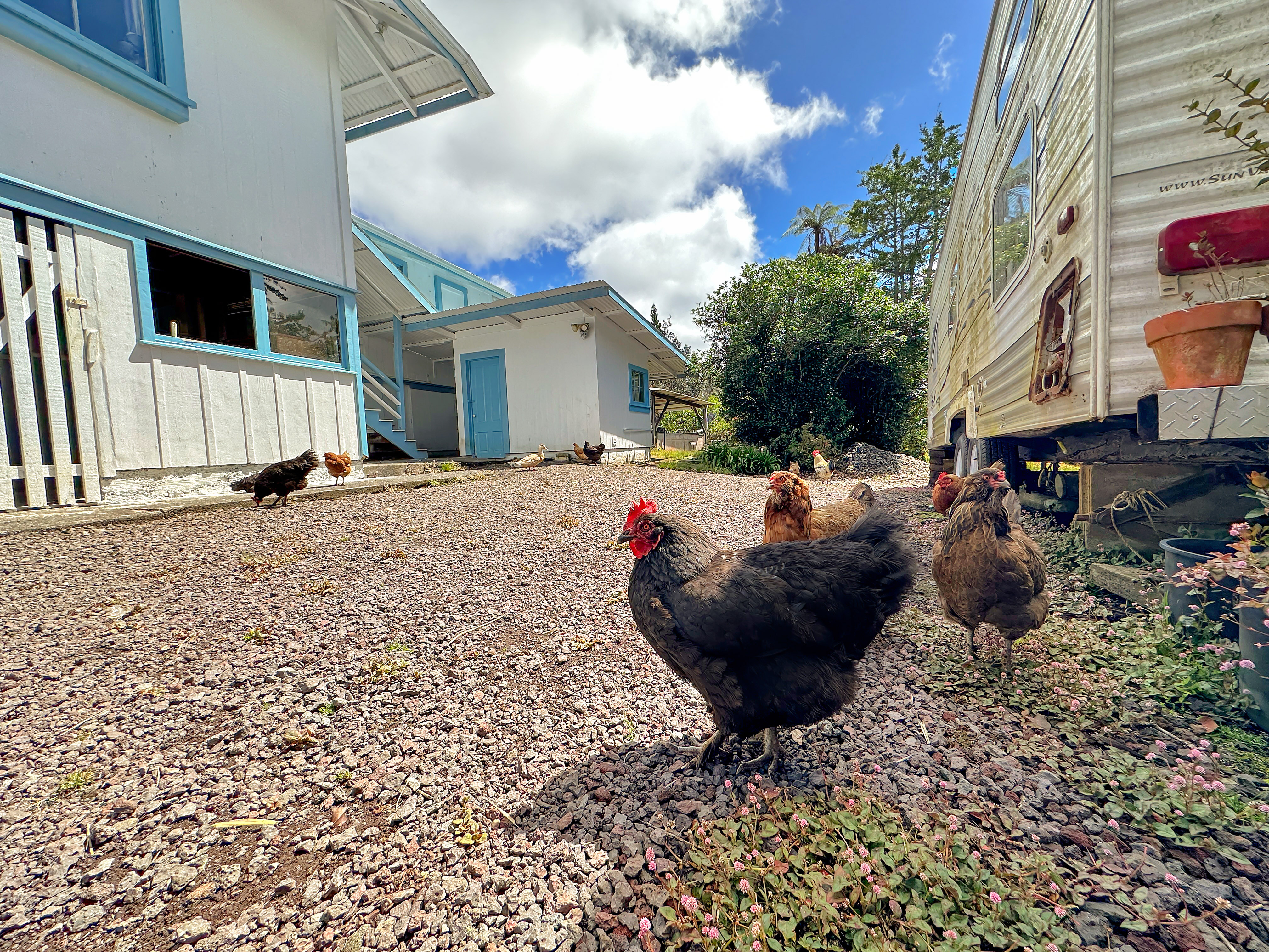 19-4294 Ainahau Road Volcano, HI 96785 - Photo 20 of 30