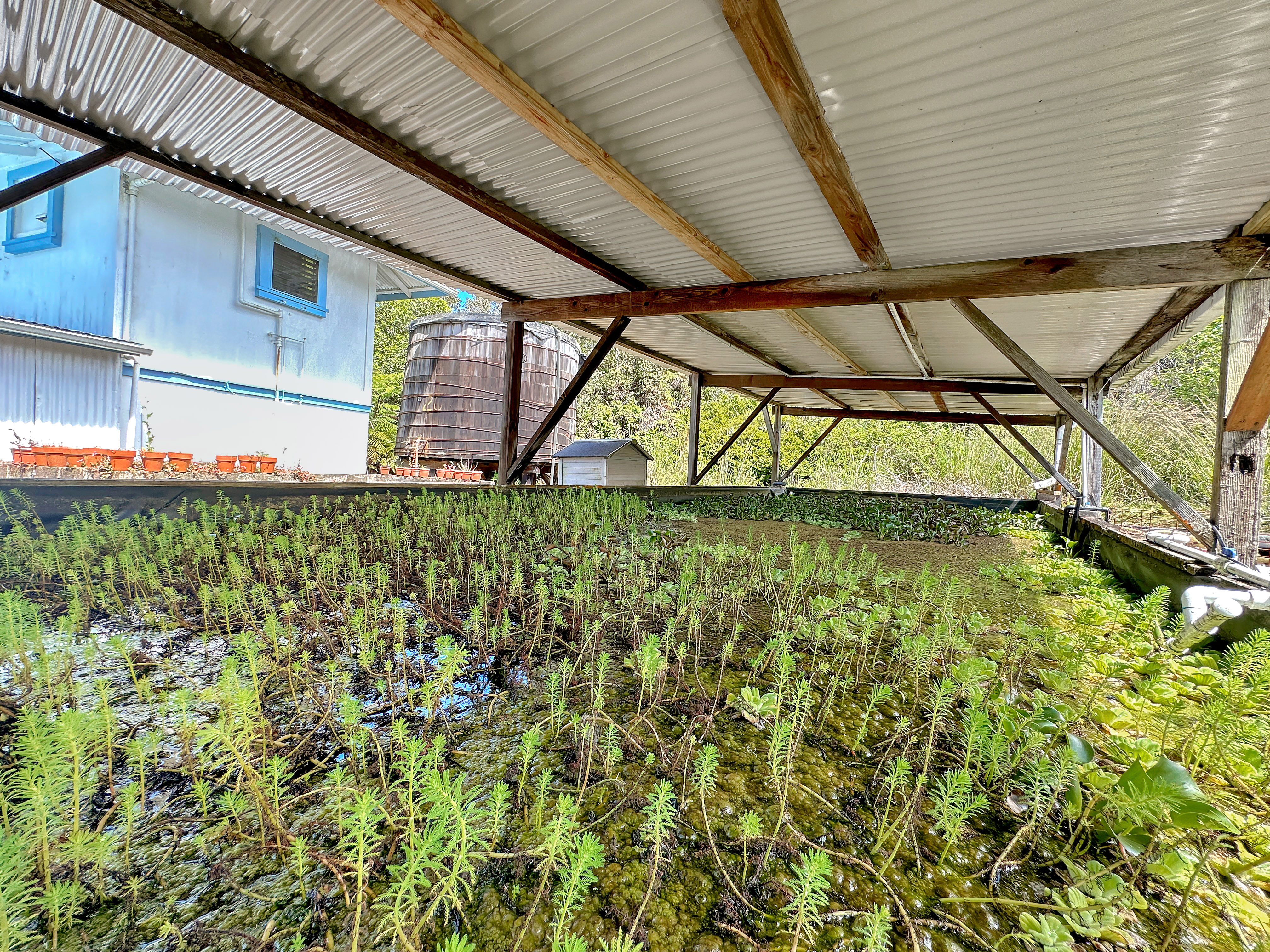 19-4294 Ainahau Road Volcano, HI 96785 - Photo 25 of 30