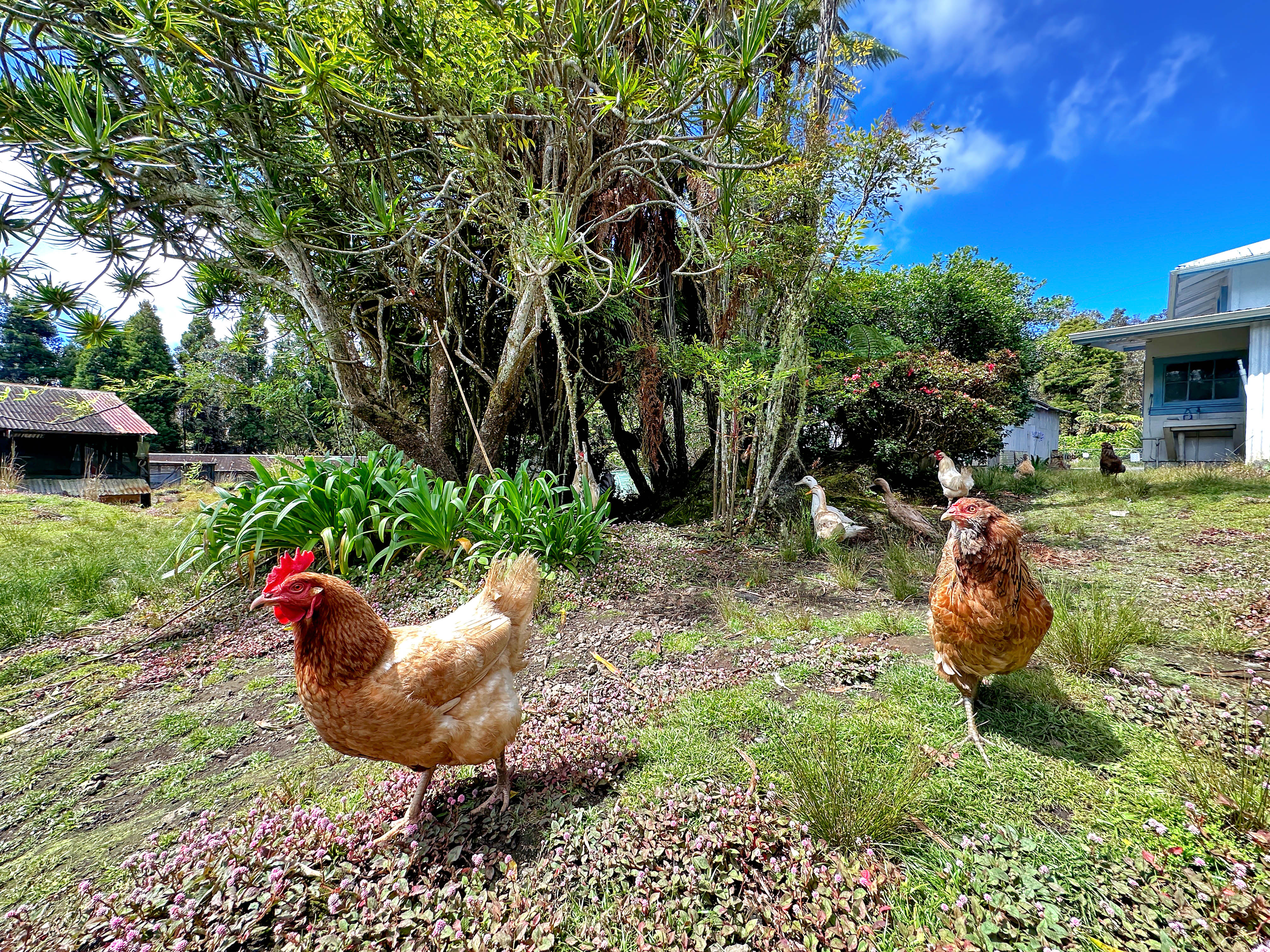 19-4294 Ainahau Road Volcano, HI 96785 - Photo 27 of 30