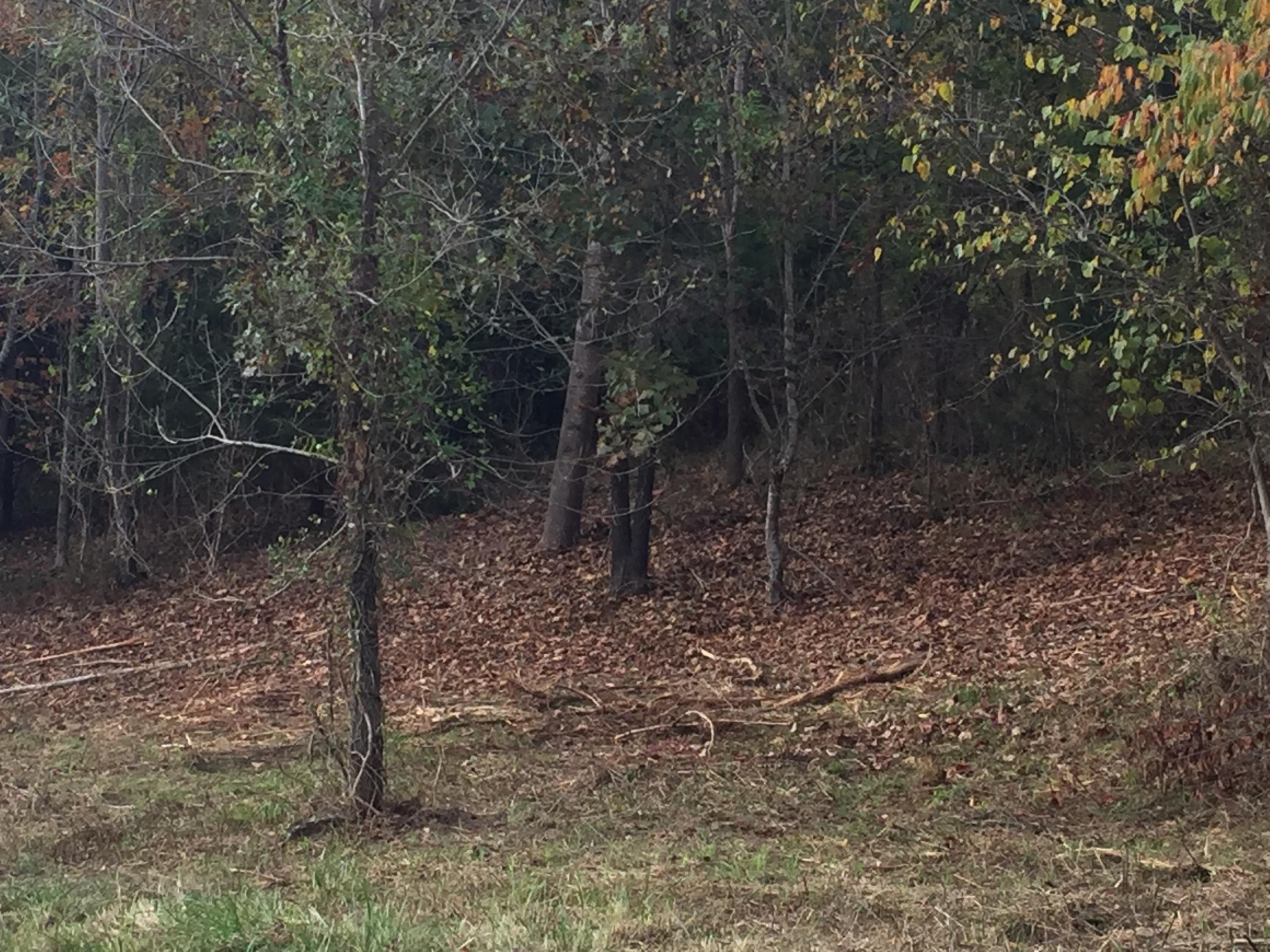 Lot 3 Charles Johnson Road, Unit 3 Chuckey, TN 37641 - Photo 3 of 13 IMG_8412