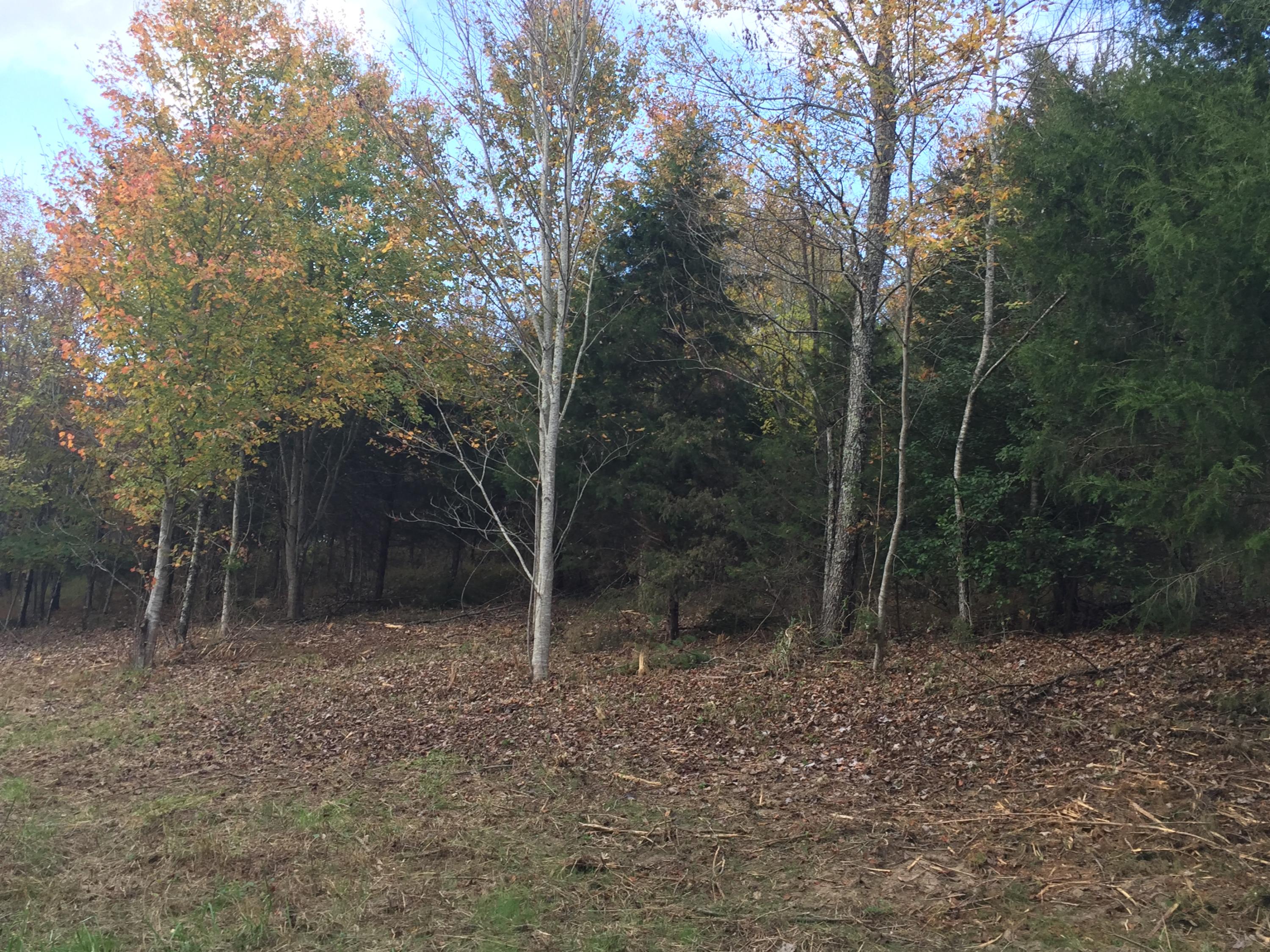 Lot 3 Charles Johnson Road, Unit 3 Chuckey, TN 37641 - Photo 5 of 13 IMG_8422