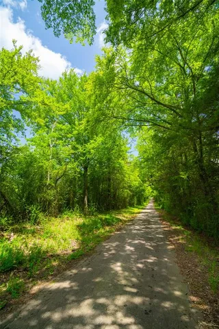 a view of a trees with a yard