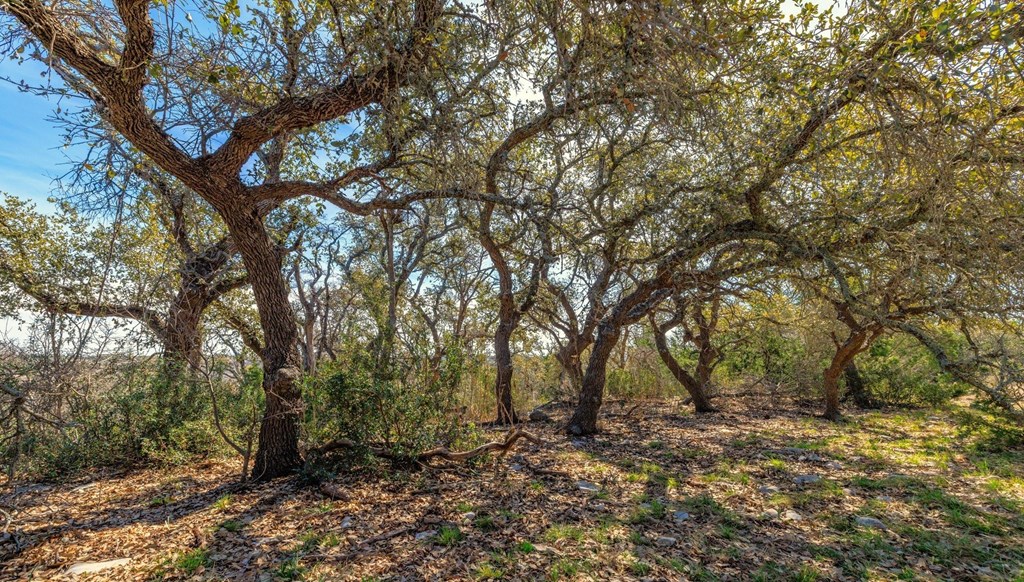 6987 Doss-Spring Creek Road Doss, TX 78618 - Photo 14 of 16