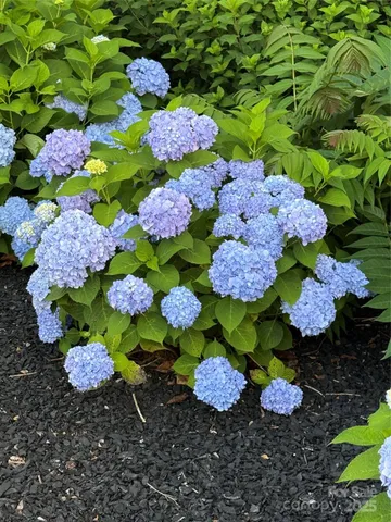 a bunch of flowers and white in a lot