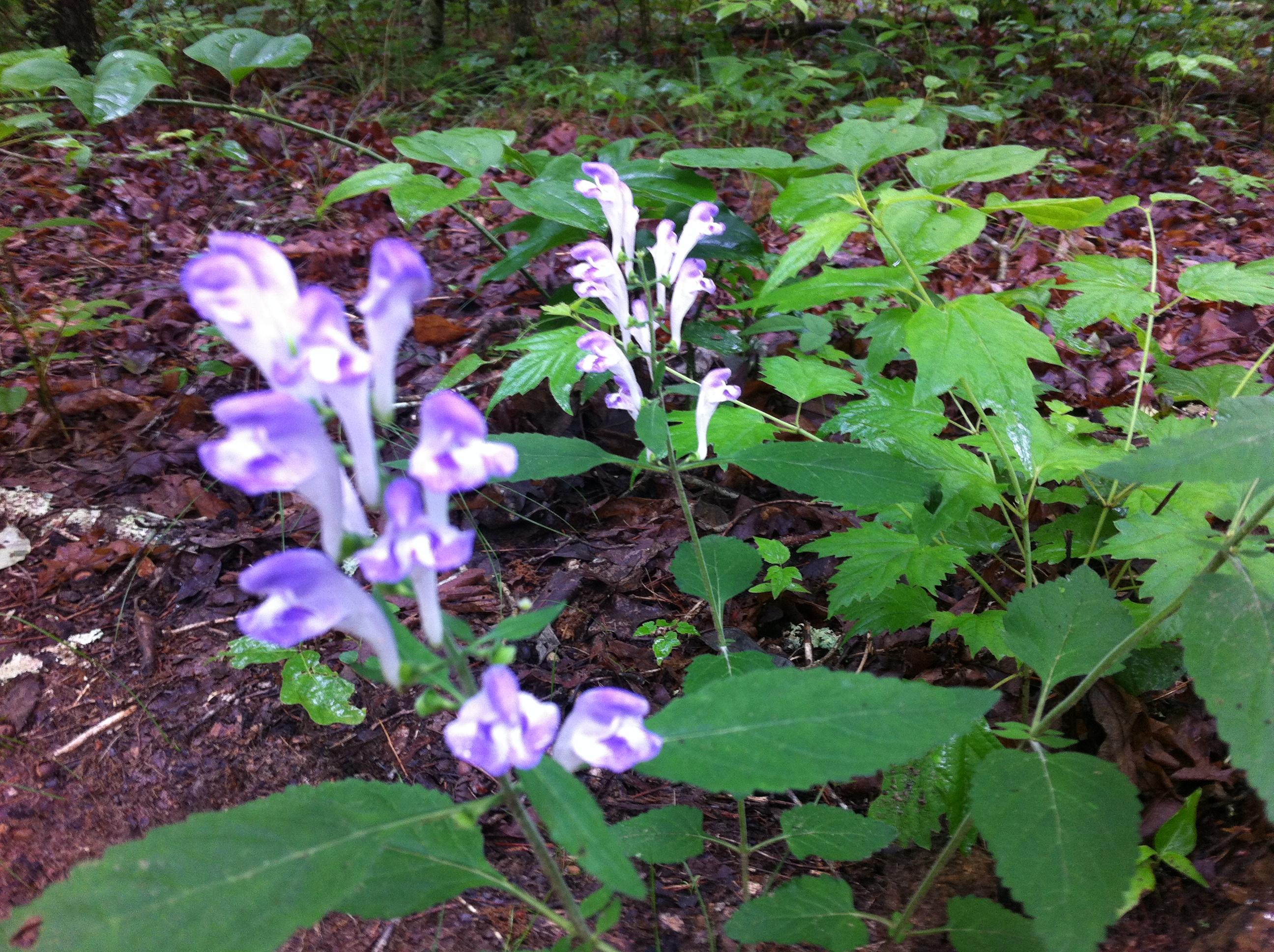 1956 Barker Camp Road Dunlap, TN 37327 - Photo 17 of 49 IMG_0075