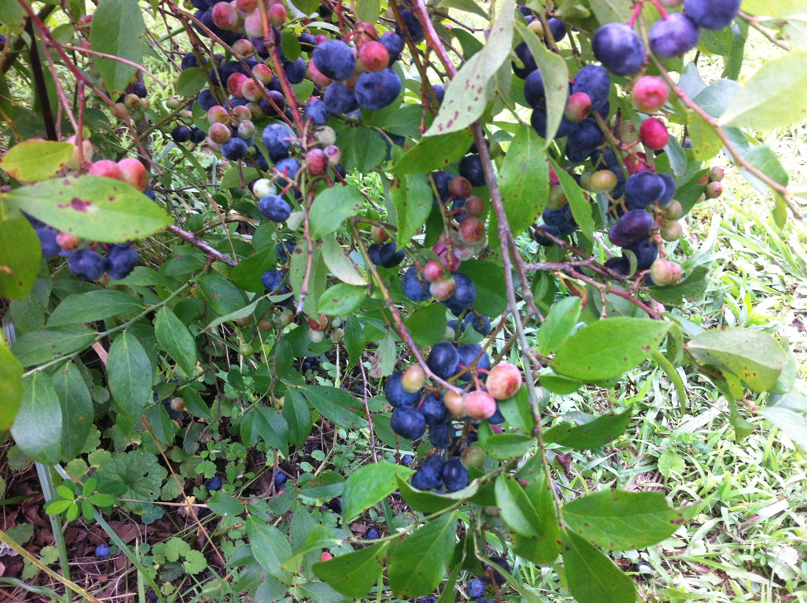 1956 Barker Camp Road Dunlap, TN 37327 - Photo 28 of 49 IMG_0130