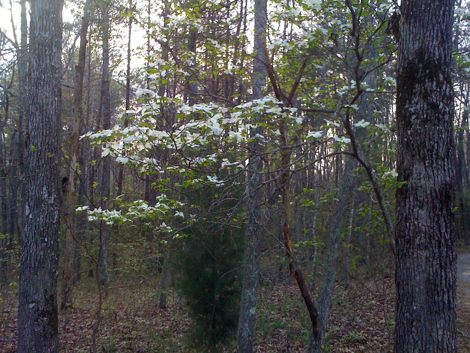 1956 Barker Camp Road Dunlap, TN 37327 - Photo 40 of 49 IMG_1060