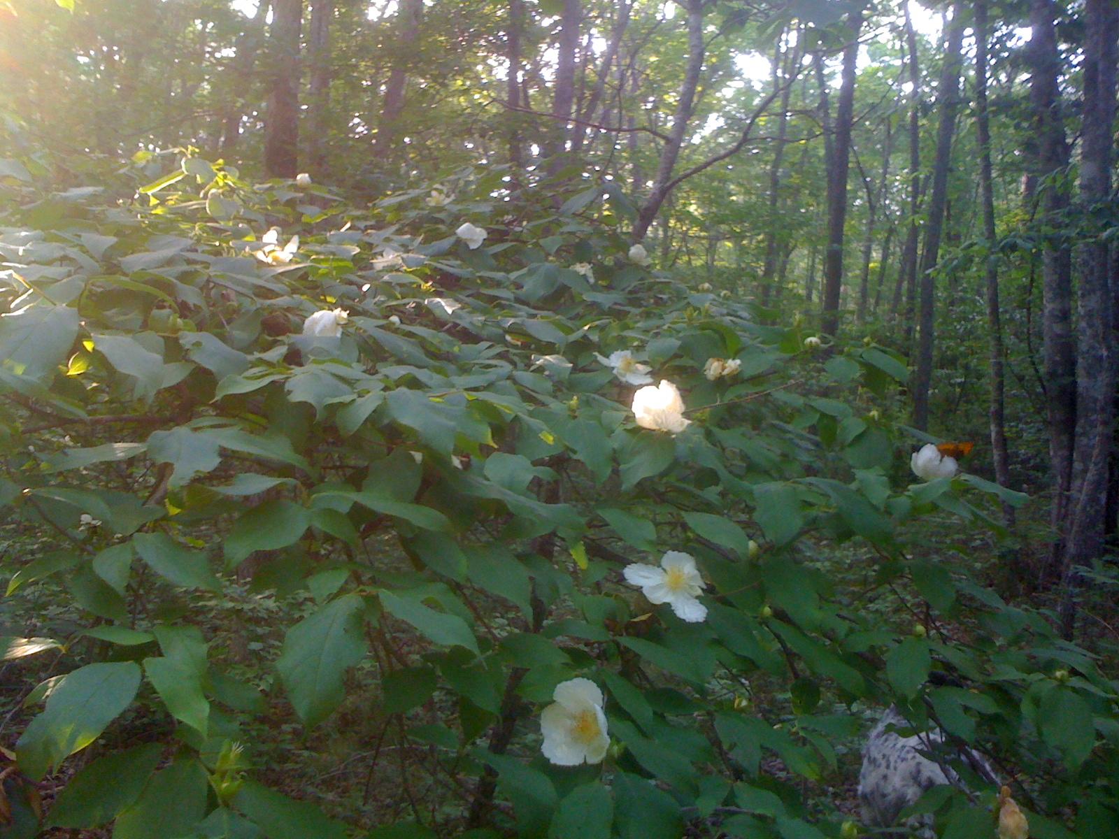 1956 Barker Camp Road Dunlap, TN 37327 - Photo 43 of 49 IMG_1218