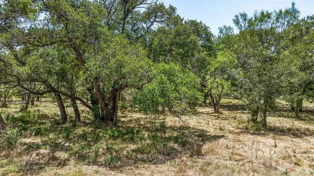 a view of a forest with trees in the background