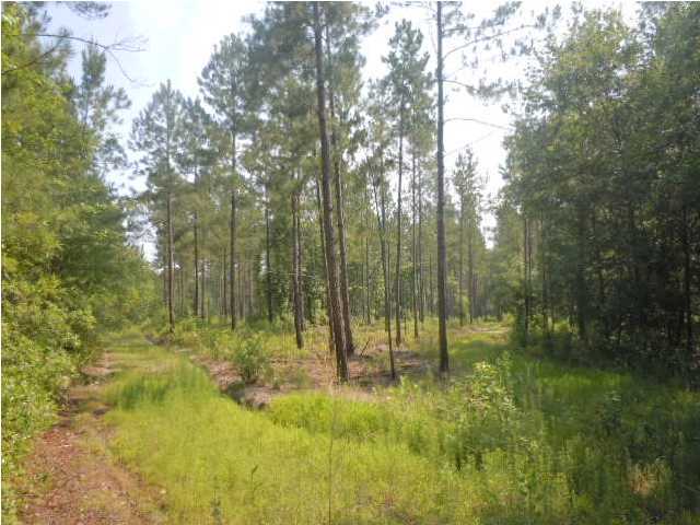 0 Fisher Road Varnville, SC 29944 - Photo 3 of 14 Additional Photo