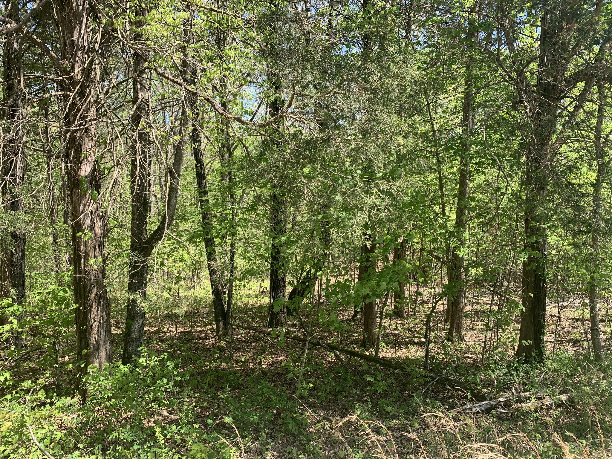0 Mc Gee Road Lyles, TN 37098 - Photo 1 of 5 a view of forest
