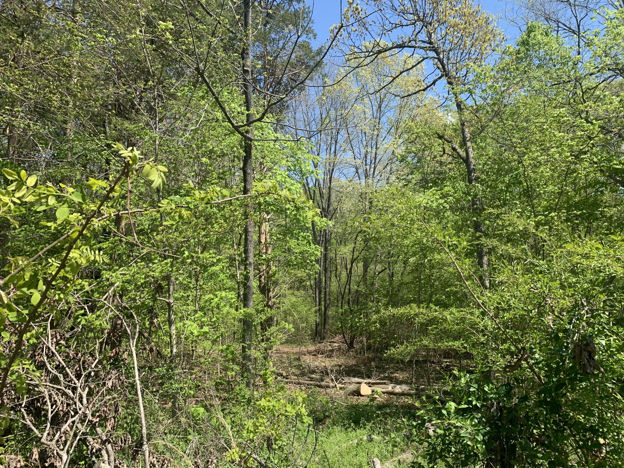 0 Mc Gee Road Lyles, TN 37098 - Photo 2 of 5 a view of a yard with plants and trees
