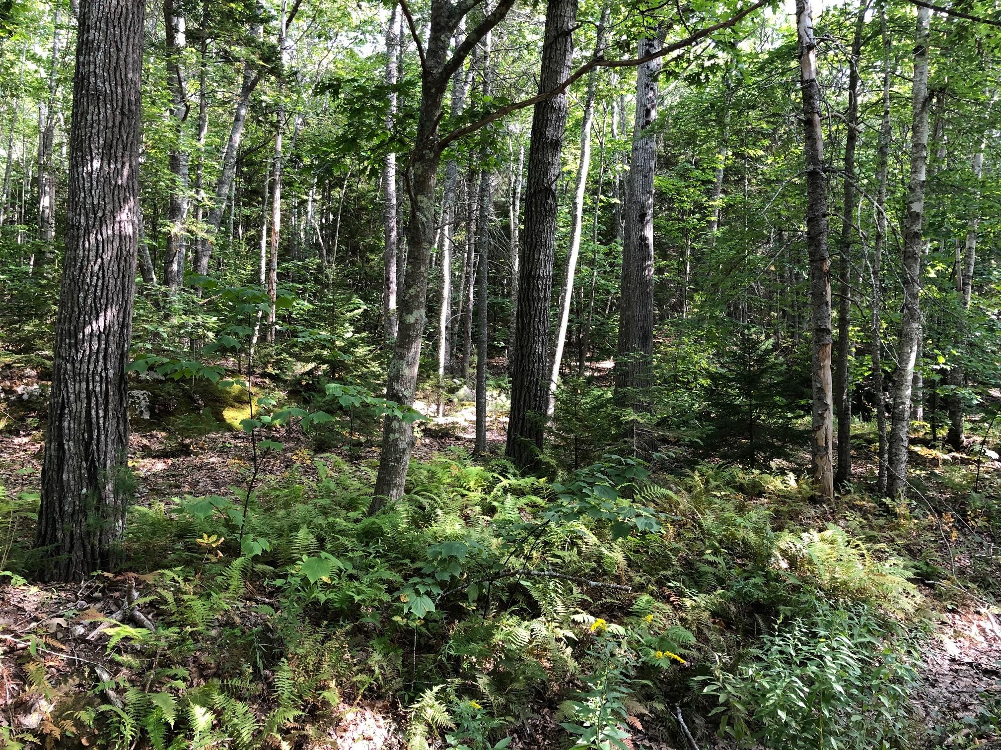 0 Texas Road South Bristol, ME 04568 - Photo 1 of 3 vantrees2