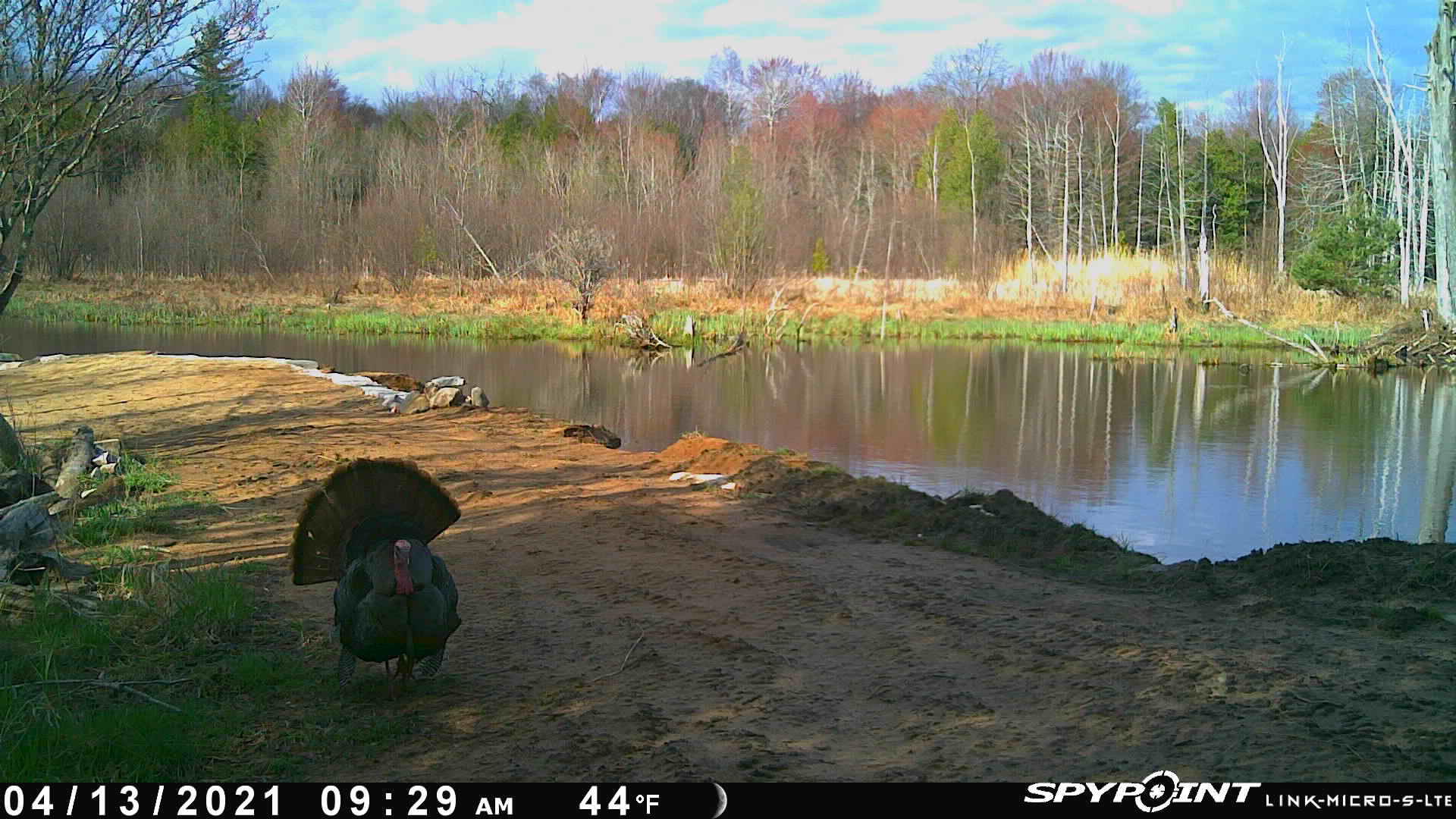 11547 1 Mile Road Leroy, MI 49655 - Photo 70 of 73 Copy of PICT0982