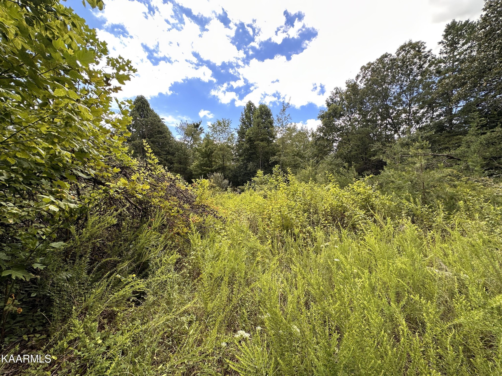 337 Panther Branch Road Jamestown, TN 38556 - Photo 2 of 11 Gallery Image 2
