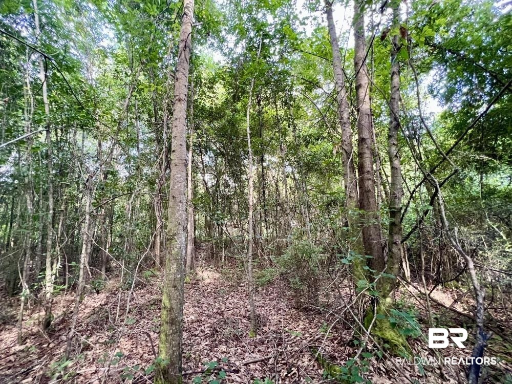 0 Country Rd Mount Mount Vernon, AL 36560 - Photo 12 of 15