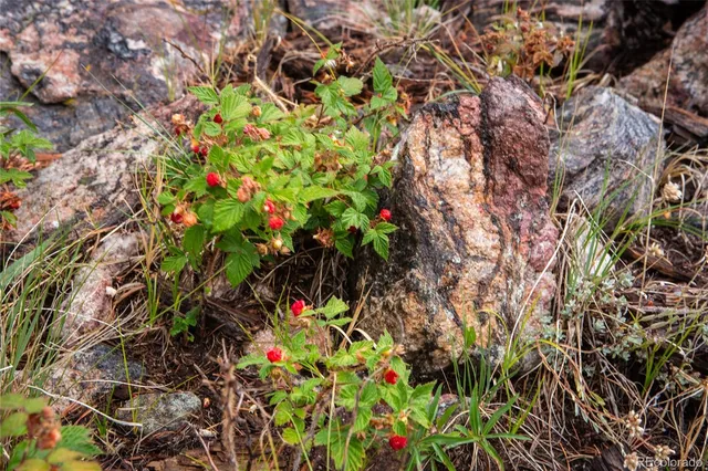a view of a lush green field