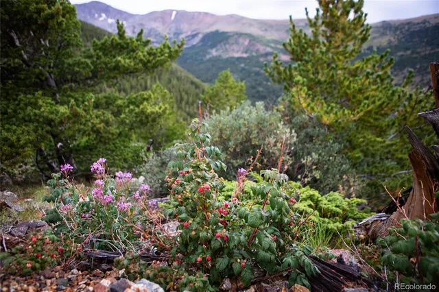 an aerial view of mountain with yard