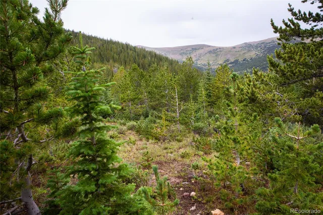a view of a lush green forest with a mountain
