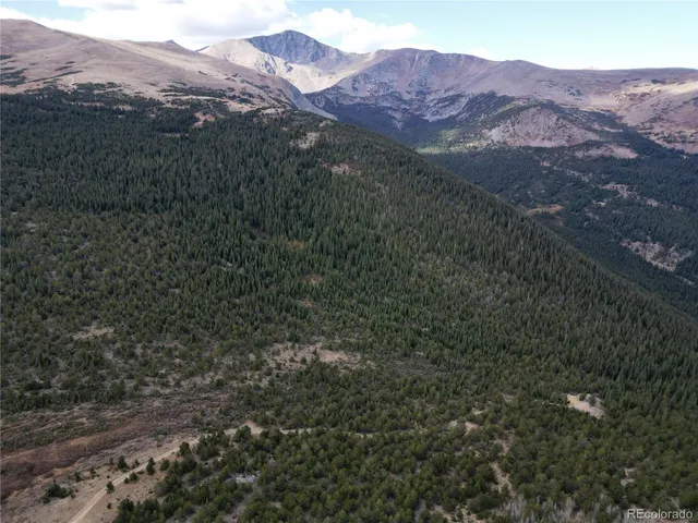 a view of a forest with a tree